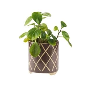 Estrada Planter Pot Coffee